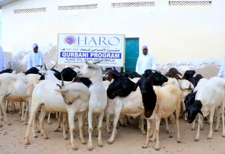 Goats and sheep gathered for the HARO Qurbani Program in Eyl, Puntland, 2020