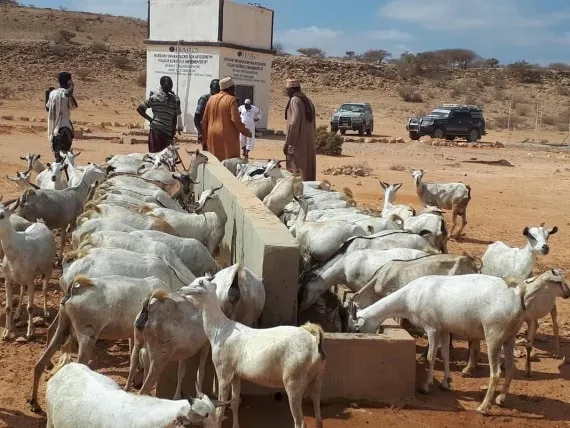 Goats drink from the trough of a HARO water point while community members look on